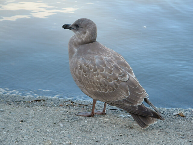 Stanley Park 3rd view